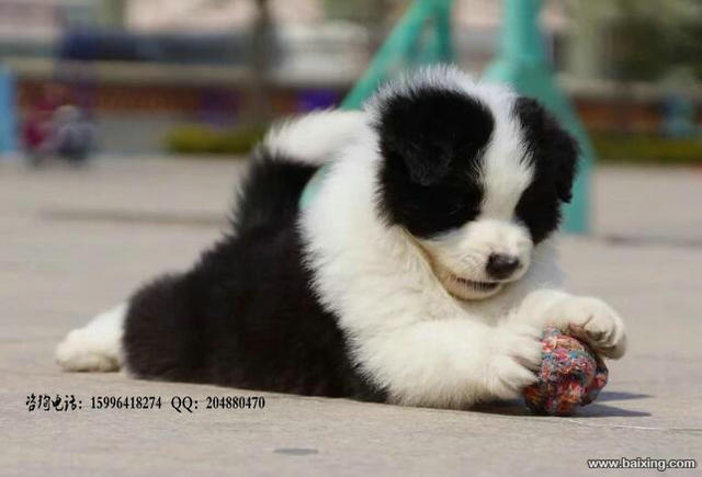 边境牧羊犬 边牧犬舍 专业繁育边牧 打完疫苗证书齐