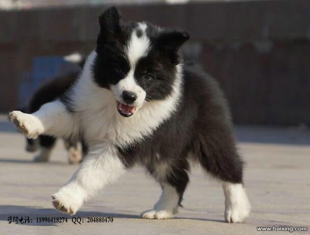 边境牧羊犬 边牧犬舍 专业繁育边牧 打完疫苗证书齐