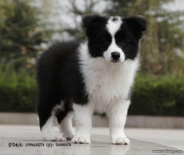 边境牧羊犬 边牧犬舍 专业繁育边牧 打完疫苗证书齐
